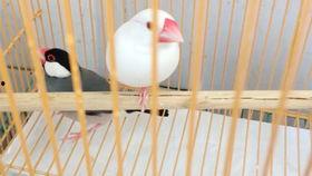 玄凤鹦鹉爆料视频播放,视频播放背后的惊人内幕  第2张